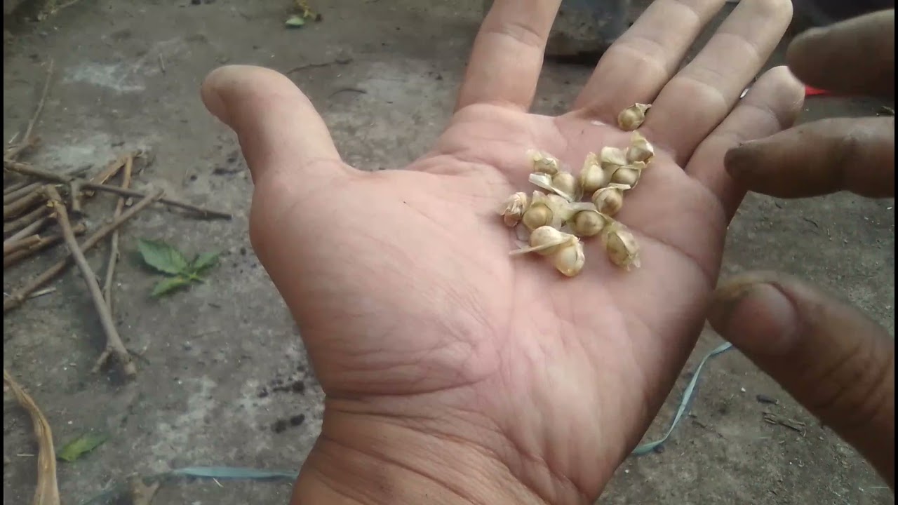 CARA MENANAM BIJI KELOR CEPAT TUMBUH