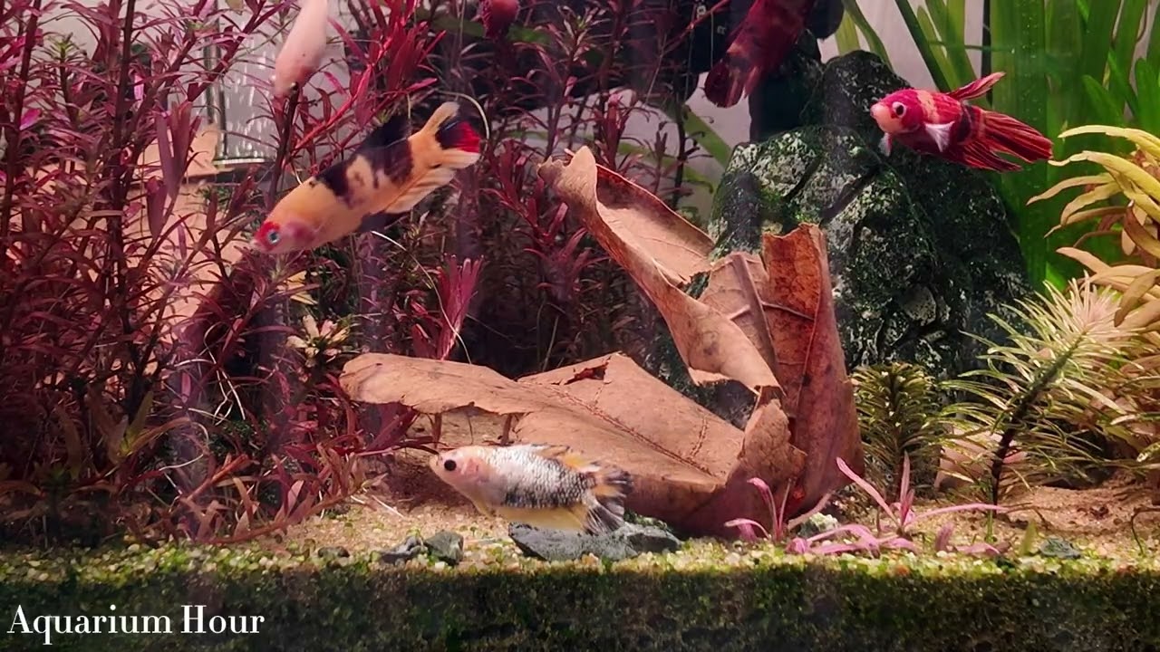 50 Min Betta Sorority Garden | Relaxing Water-viewing(50분 베타 암컷항 | 편안한 물멍)