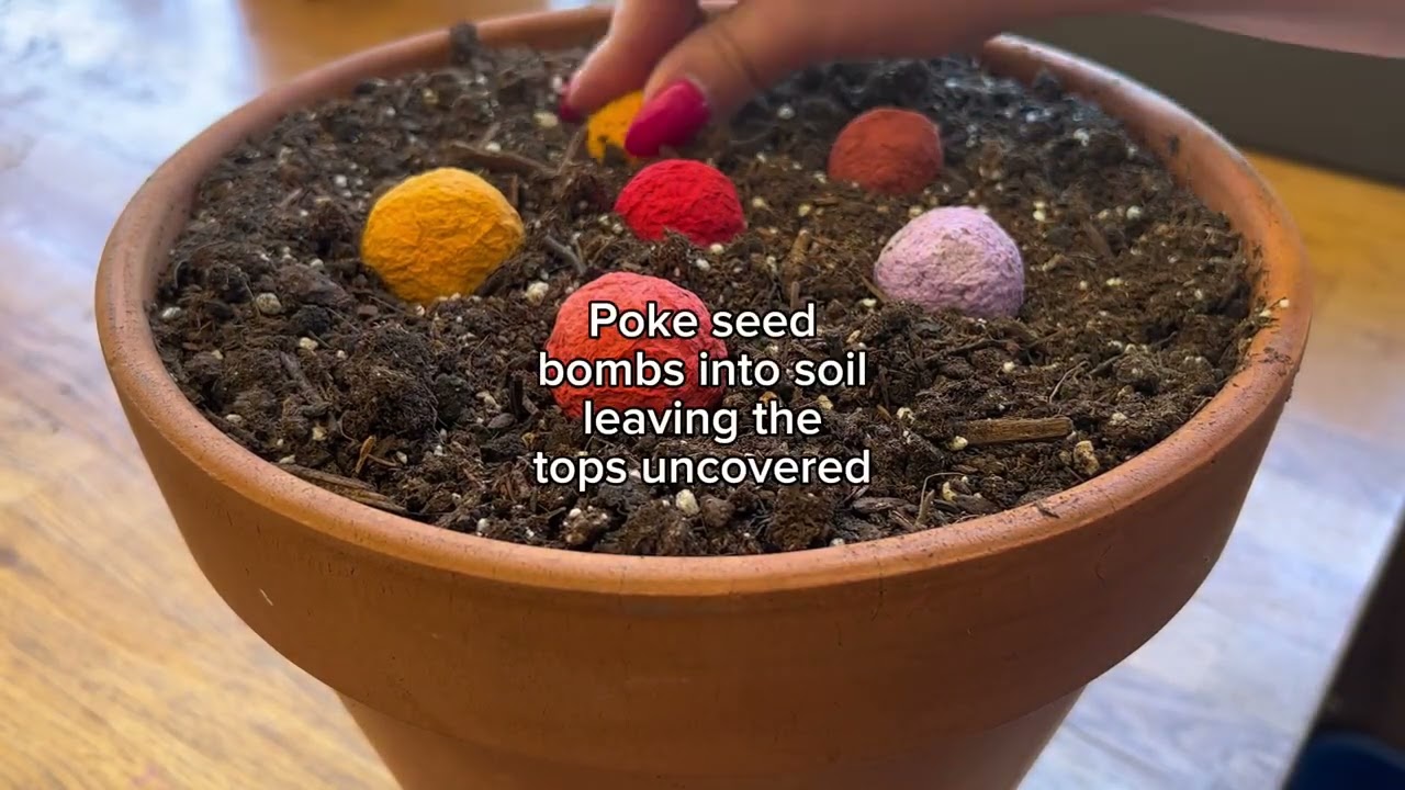 How To Plant Seed Bombs