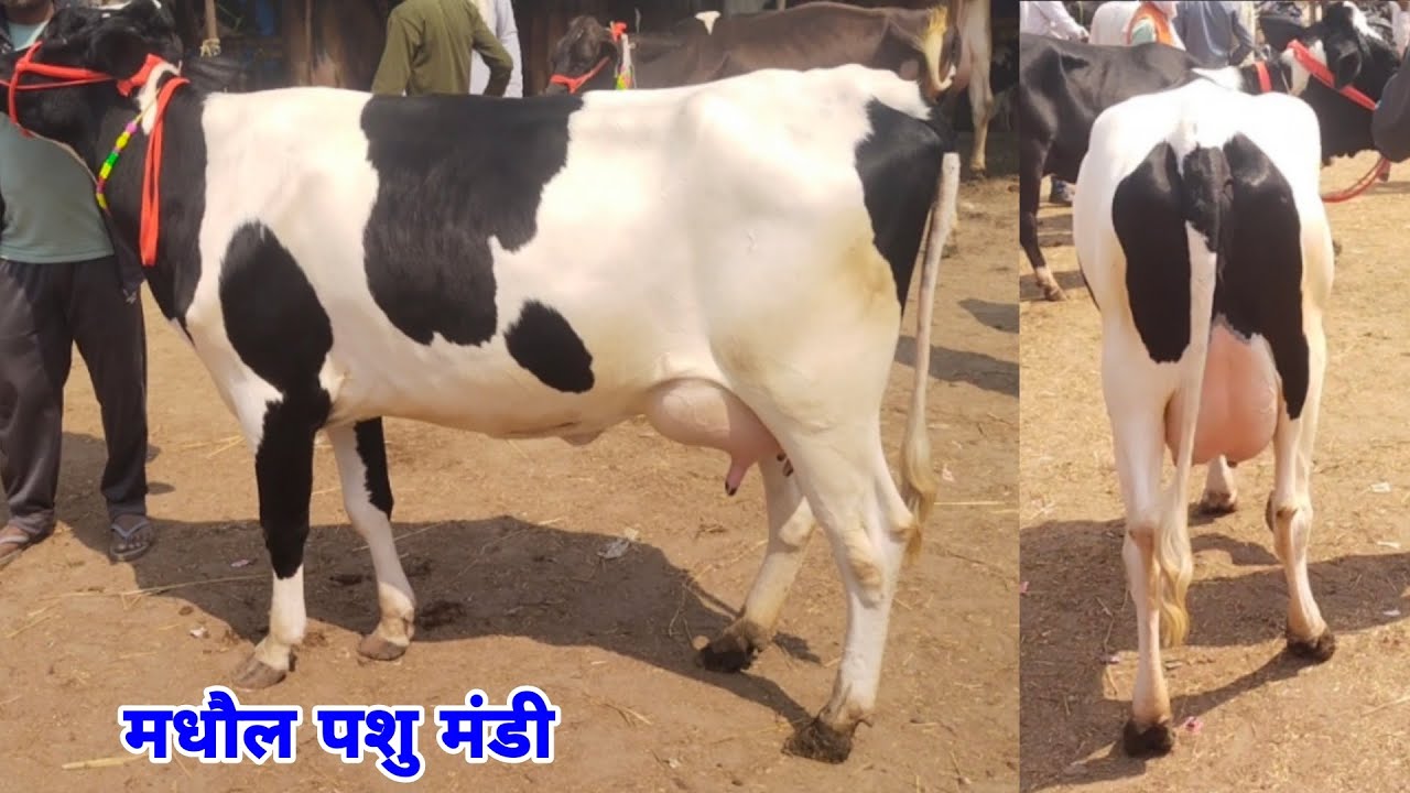 होली से एक दिन पहले जाने मधौल पशु मंडी से कुछ गाय का डिटेल किसान भाईयों. #cow #gay #hfcow #gau 