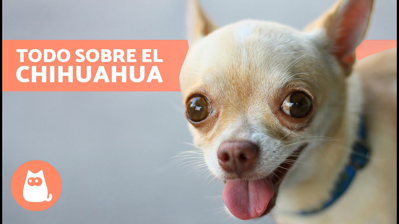 El perro CHIHUAHUA 🐶 (Origen, Características, Carácter y Cuidados)
