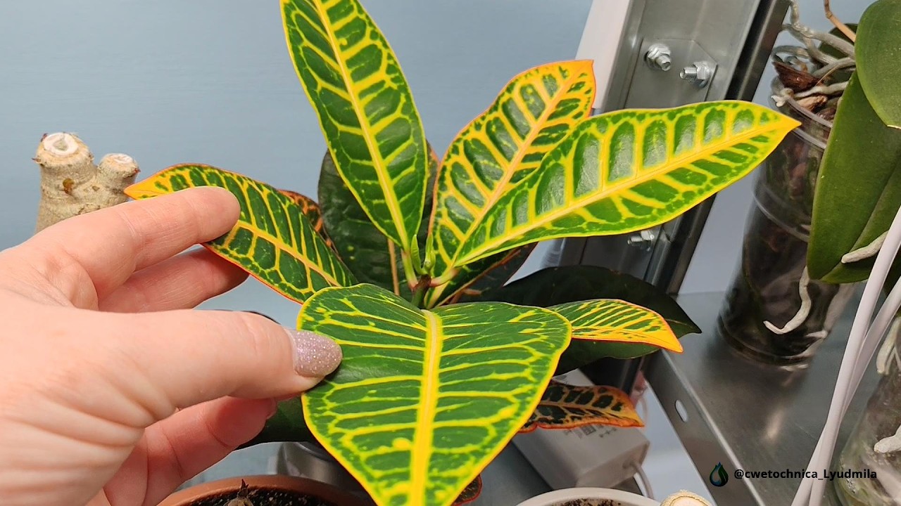 Пересадка кротона и калатеи #croton #crotonplantcare #кротон #сalathea #калатея #