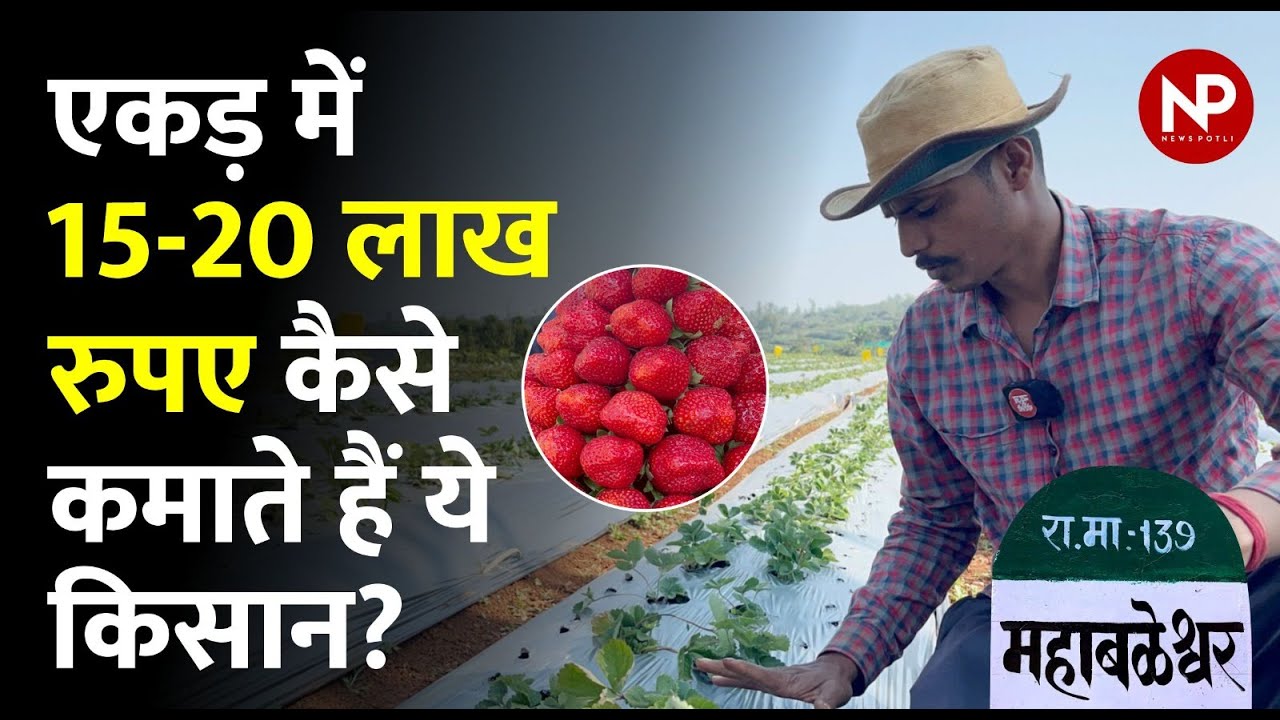 Strawberry  Farming Guide : Income, Planting, Irrigation, fertilizer, Yield, Harvesting, स्ट्राबेरी
