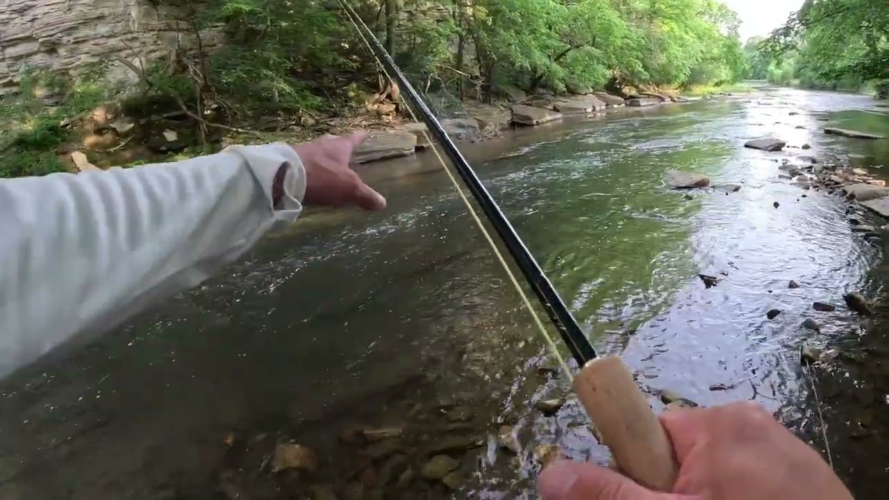 The BIGGEST Trout in the Driftless Live HERE! Fly Fishing Minnesota