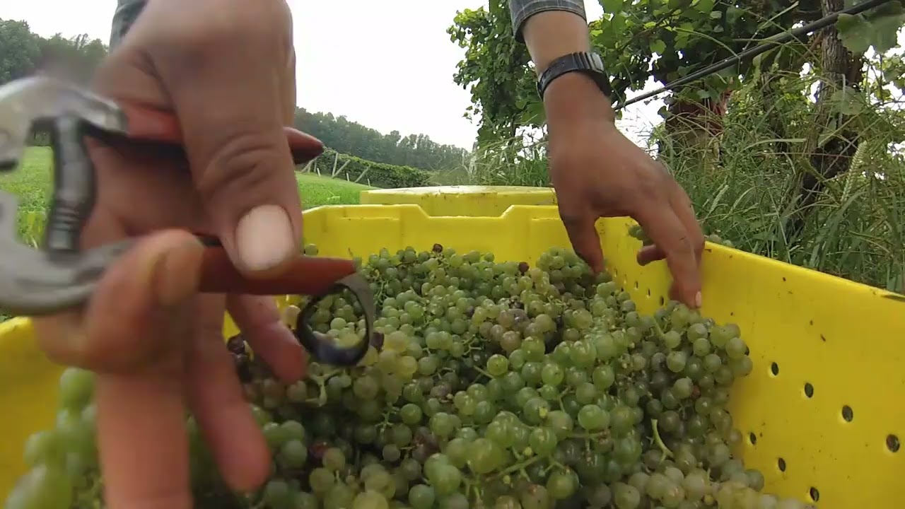Horton Vineyards Harvest 4