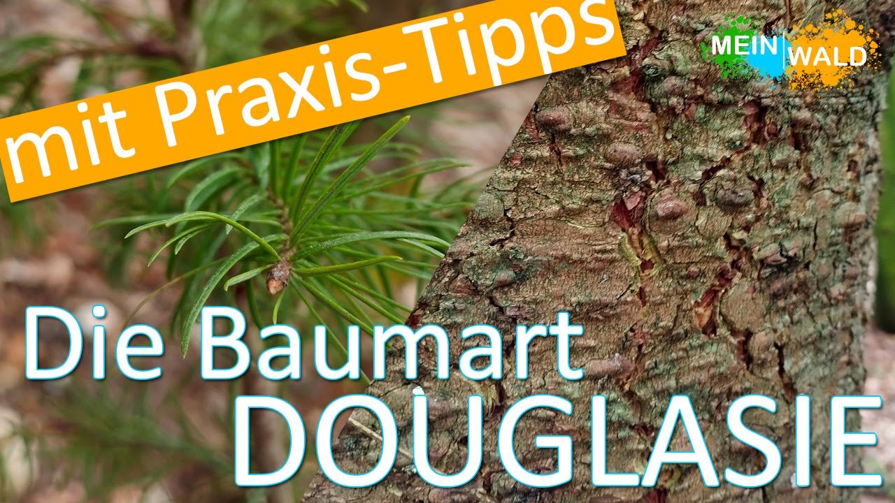 Die Baumart Douglasie 🌲🇺🇸 Nadelbaum mit Zukunft