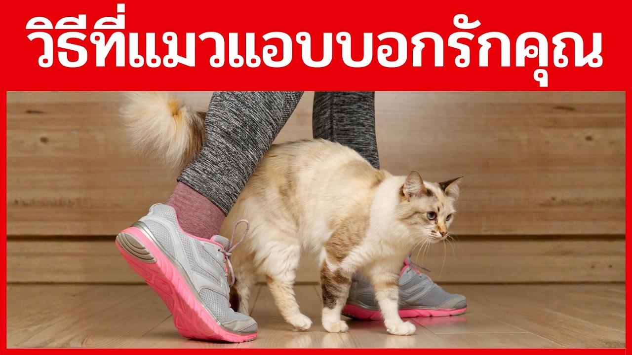 17 วิธีที่แมวแอบบอกรักคุณทุกวัน...โดยที่คุณไม่เคยสังเกต!
