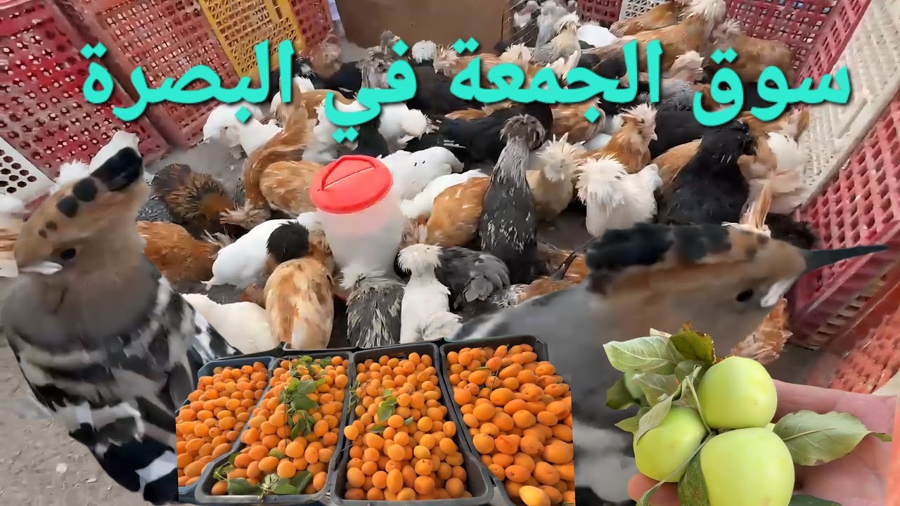 سوق الجمعة في البصرة انواع الطيور مع تحياتي لكم#أحمد_مهدي