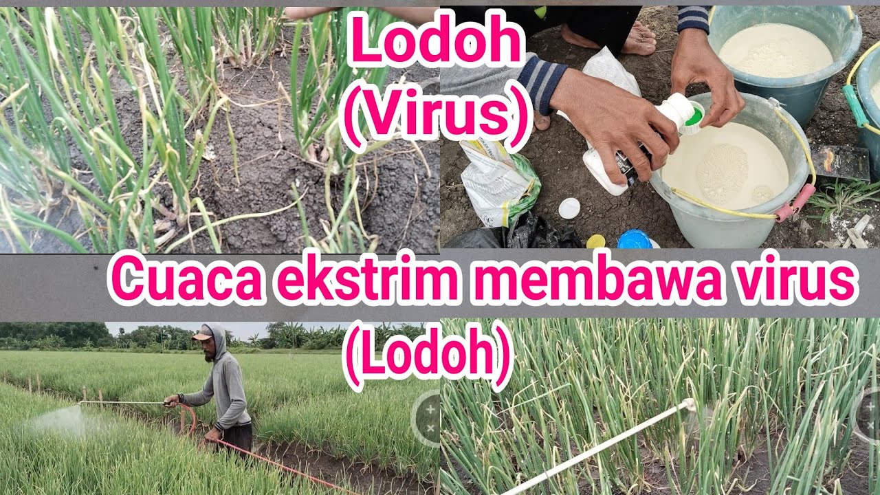 tutorial tanam bawang merah, awas,cuaca ekstrim:rawan terjadi penyakit lodoh( virus)