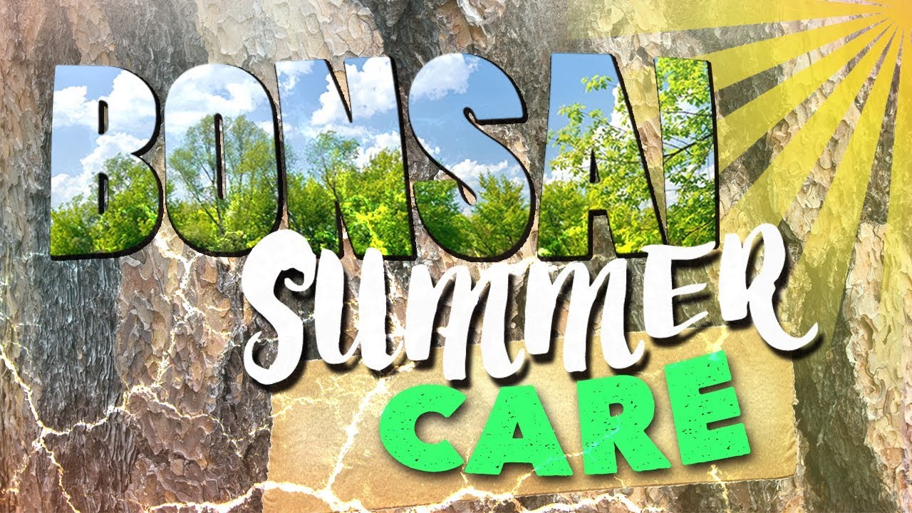 Уход за бонсаем - Лето