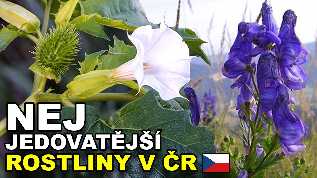 TOP 5 NEJJEDOVATĚJŠÍ ROSTLINY V ČR