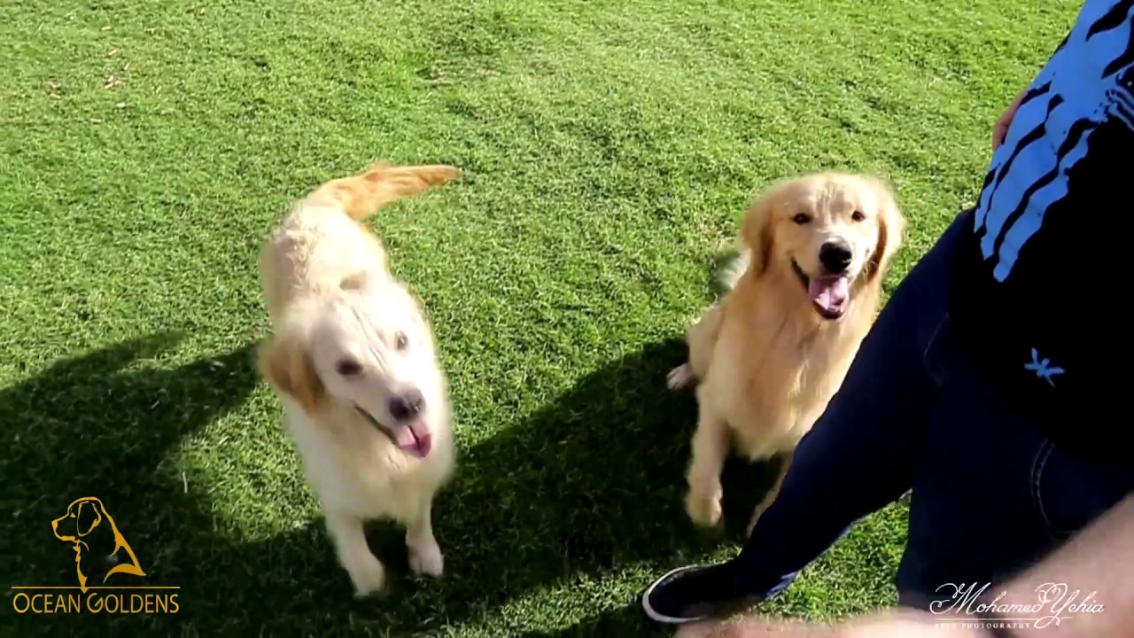 ليه ممكن تشتري كلب جولدن ريتريفر ثمنه ٧٠٠٠ جنيه ؟؟ Ocean Goldens