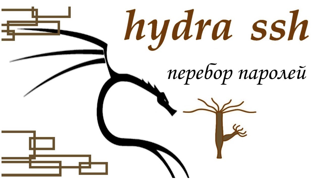 hydra, часть 1  ssh bruteforce