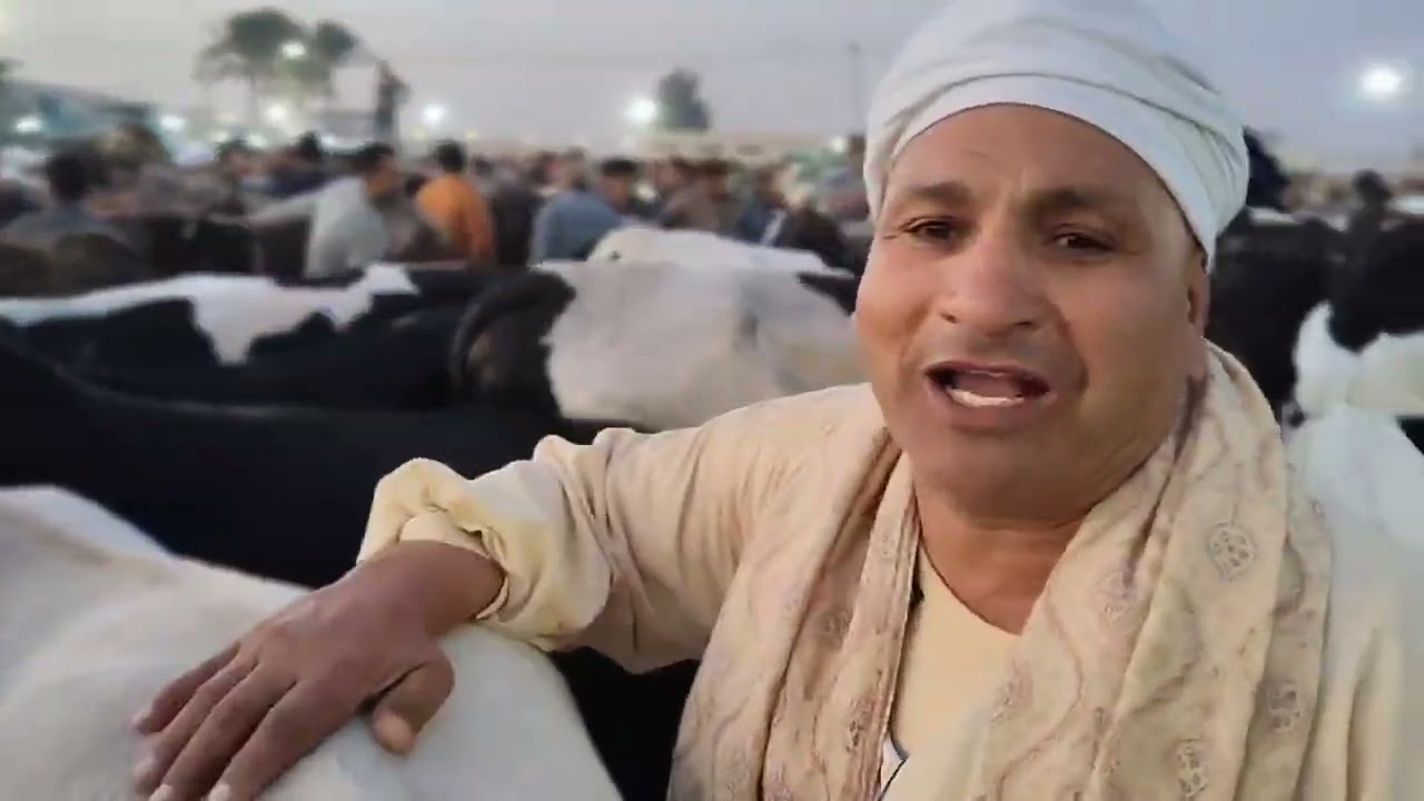 اسعار العجول الذكوره اللحم البقري في سوق دمنهور العمومي للمواشي يوم 7/2/2026