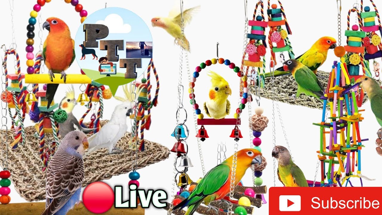 🔴Live Finch Indian Birds Usa Bangladesh Cannad #Live India Australia Indonesia USA #uk Bangladesh