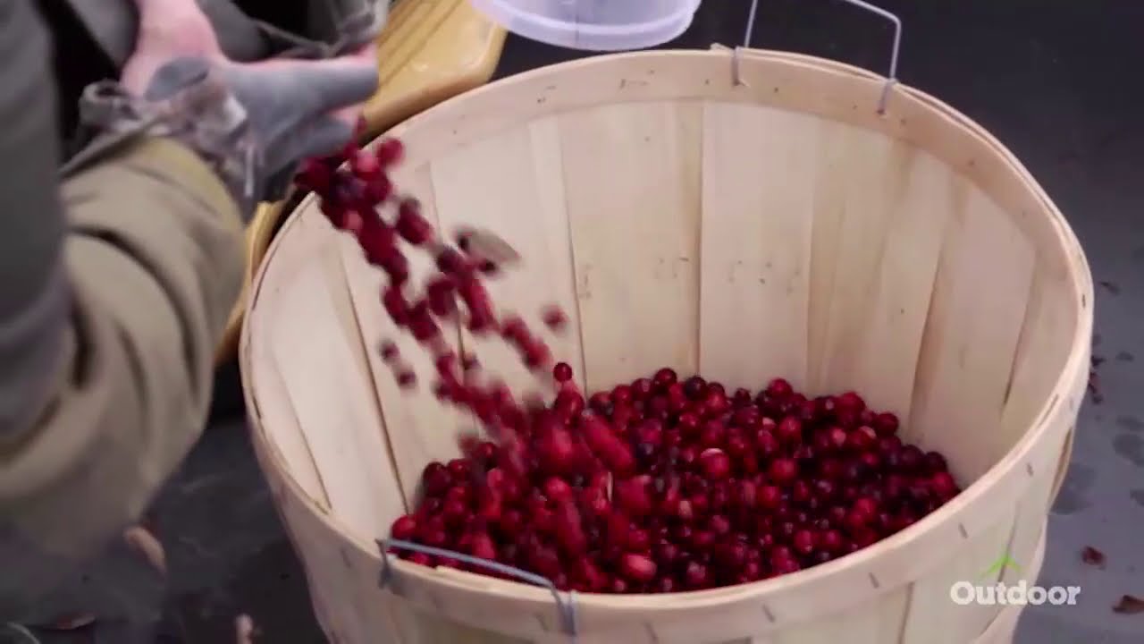 WildFed — Maine Wild Cranberries and Whitetail Deer