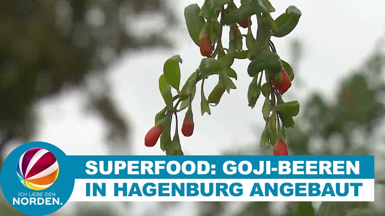 Goji-Beeren: So wird das exotische Superfood im Norden angebaut