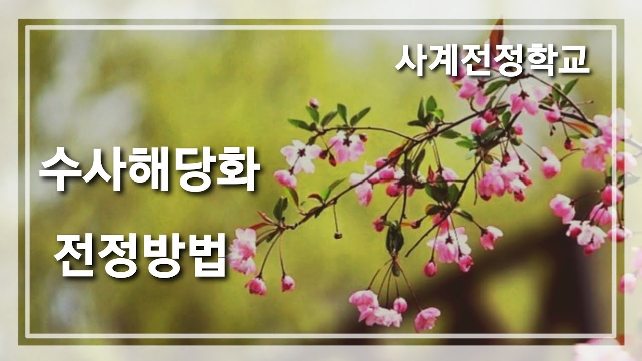 수사해당 전정 방법 소개 #12사계전정학교