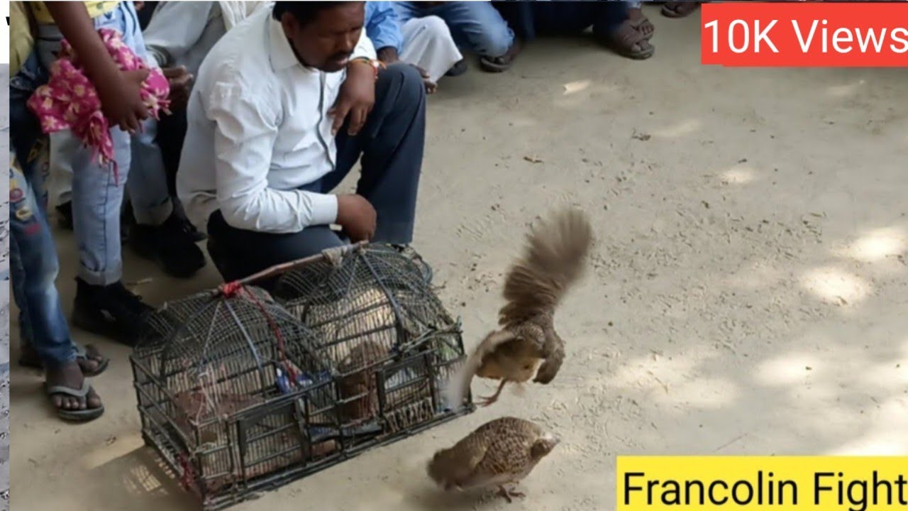 Teetar Ki Ladai ||Teetar ki Kusti | तीतर की लडाई, Francolin Fight#Teetar Ki Kusti#kusti#birds#teetar