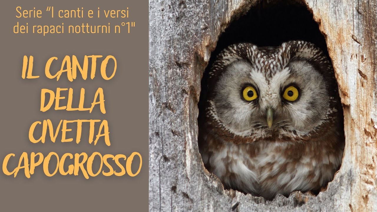 IL CANTO DELLA CIVETTA CAPOGROSSO (serie i canti e i versi dei rapaci notturni n°1)