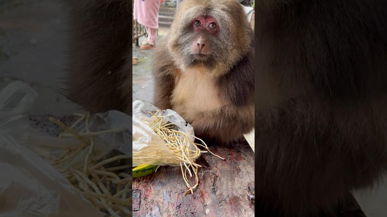 Fat Monkey Doesn&rsquo;t Like cucumber 🥒😂 #fatmonkey #animallover #monkey #funny #animals #algorithm