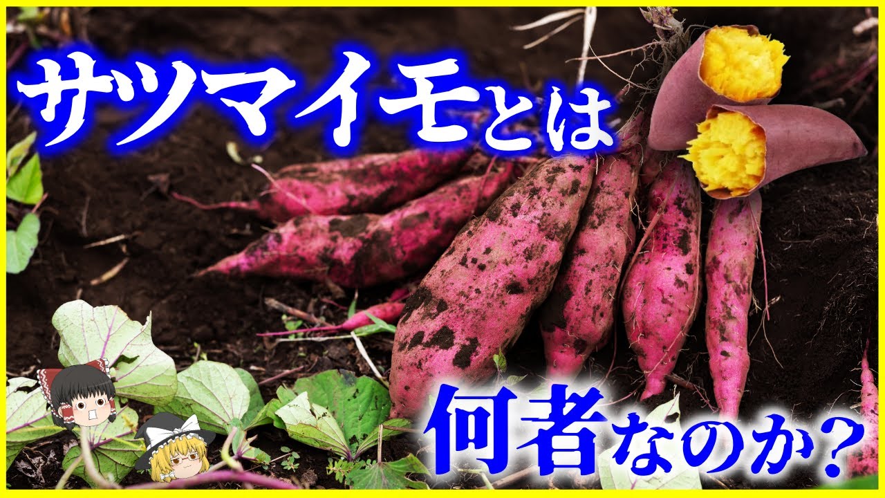 【ゆっくり解説】サツマイモの花は幻…!?「サツマイモ」とは何者なのか？を解説/食べるとおならが出る理由とは…日本を危機から救った薩摩芋