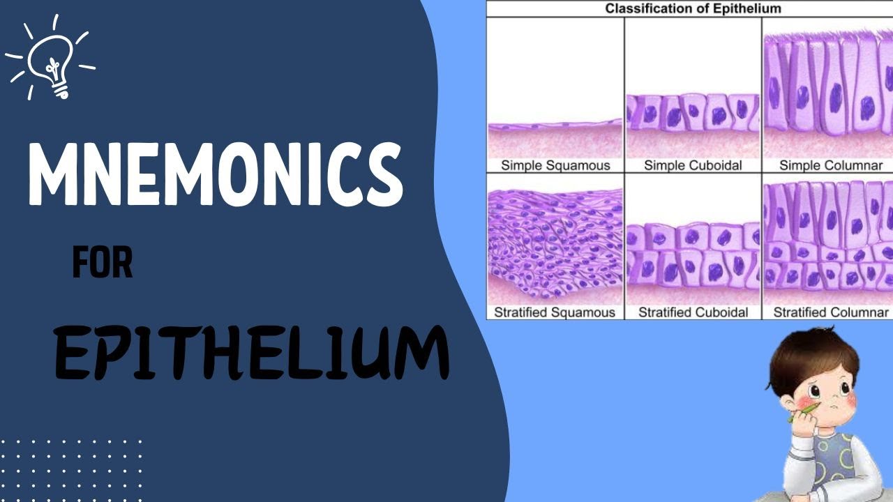 mnemonics for Epithelium.