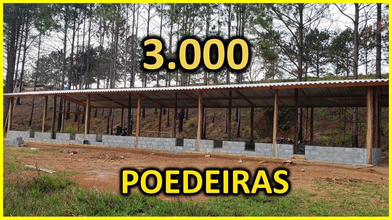 Projeto 3000 galinhas poedeiras para produção de ovos caipiras