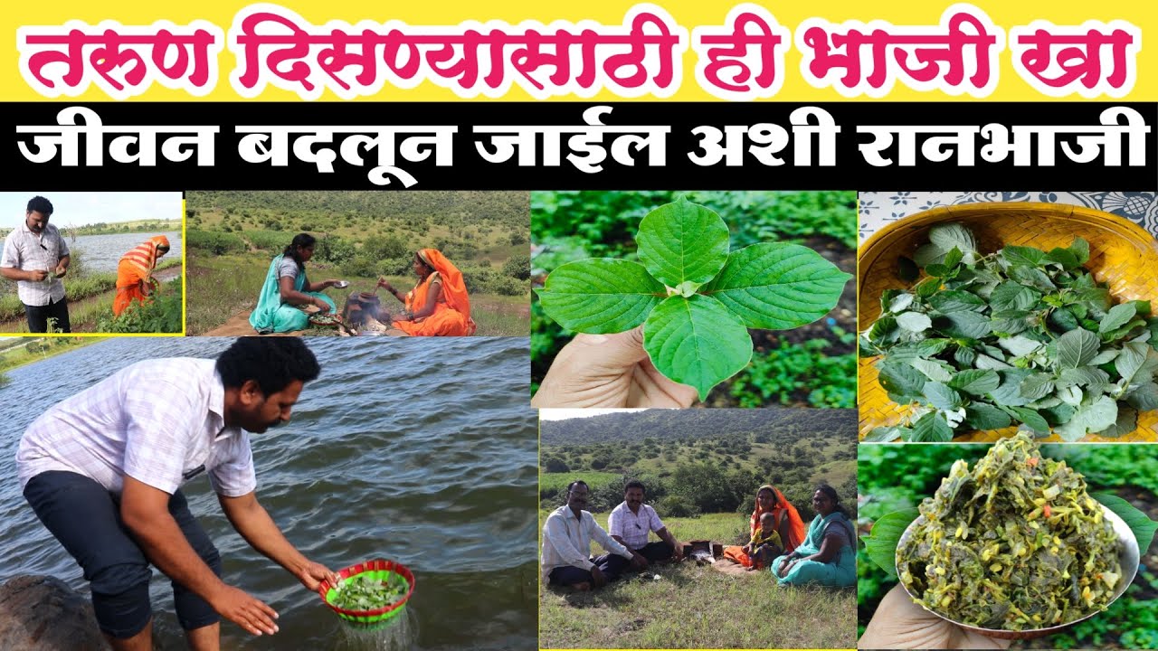 आघाडा | या भाजीने जीवन बदलून जाईल अशी अद्भुत आघाडा भाजी Aghada bhaji recipe | रानभाजी आघाडा