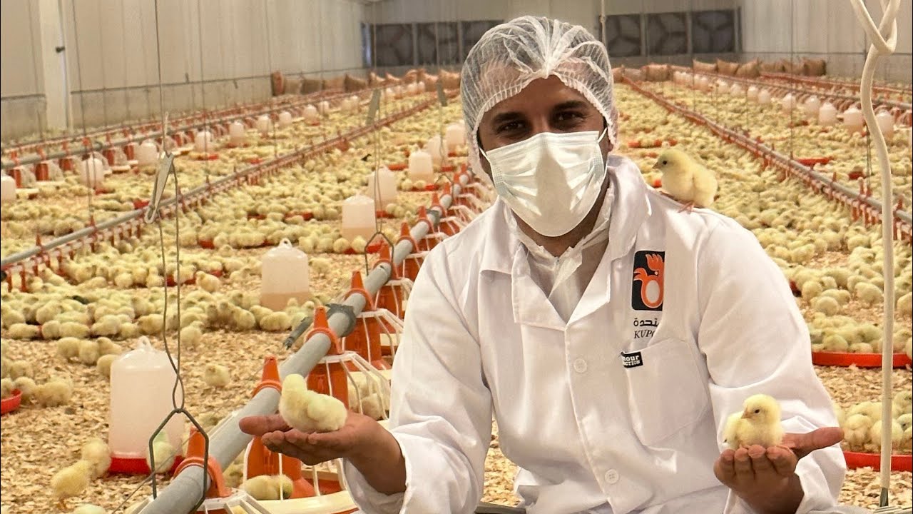 تغطية مزارع شركة دواجن المتحدة في الكويت طريقة انتاج الدواجن من البيضه الى أن تصل لنا جاهزه