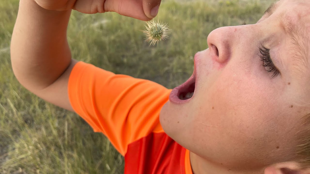Eating cactus!  Ouch!!  Look out for the stickers!
