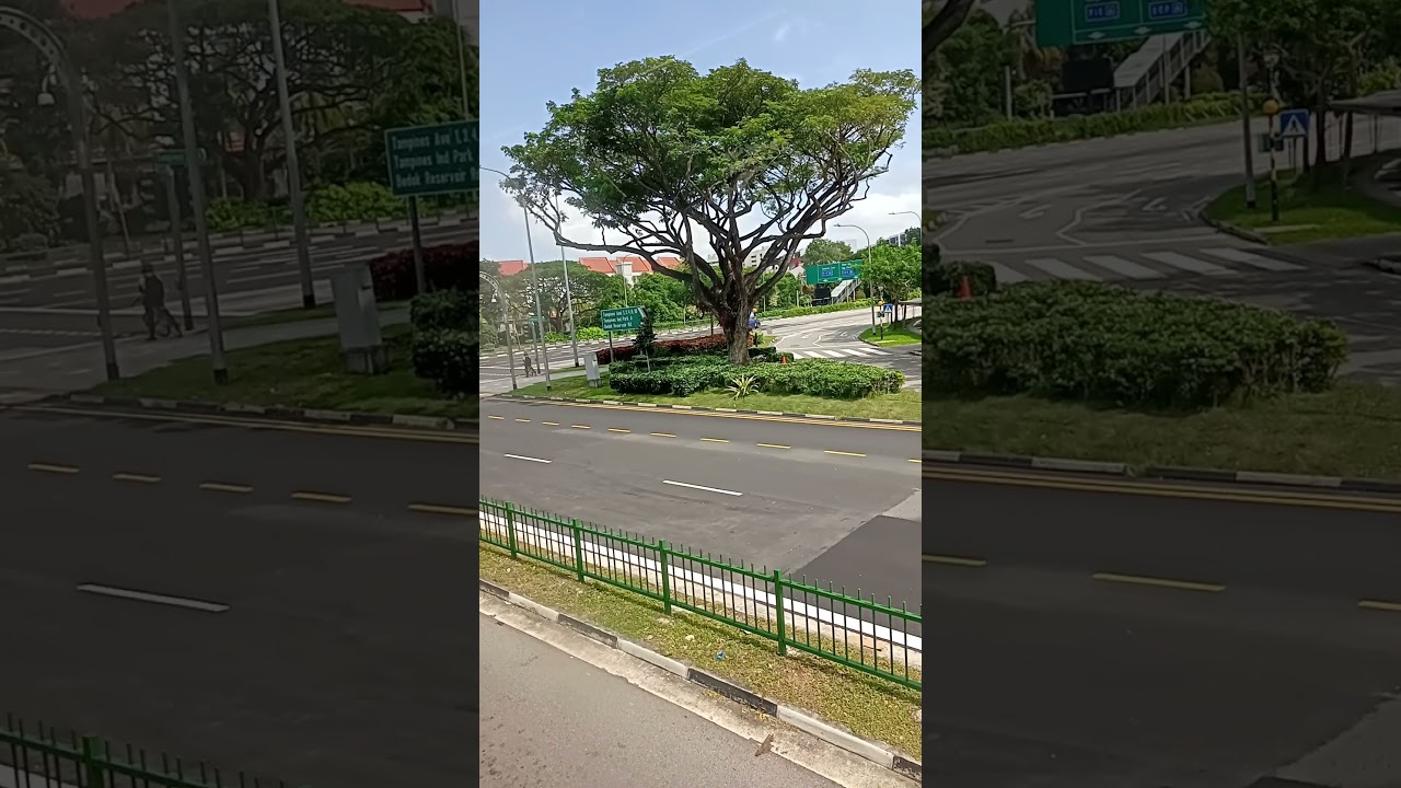 🇸🇬 Road Divider Scenery