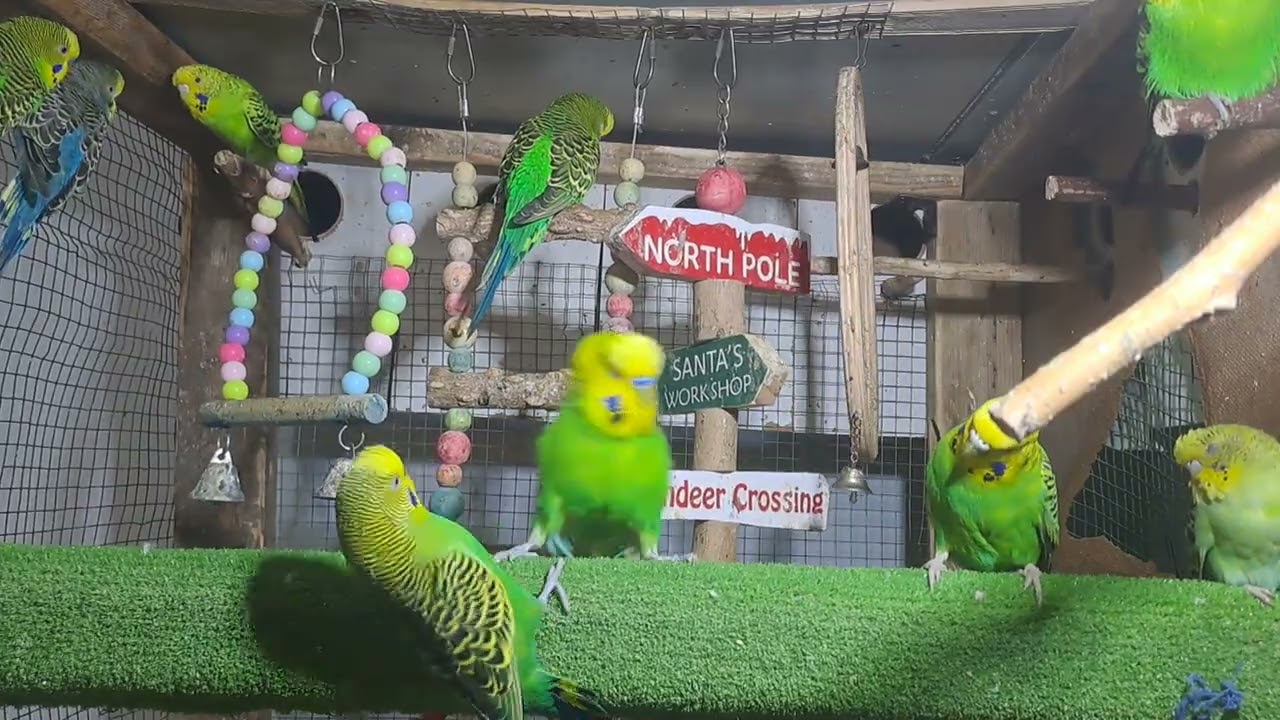 “Smartest Budgie Ever! You Have to See This 😲”