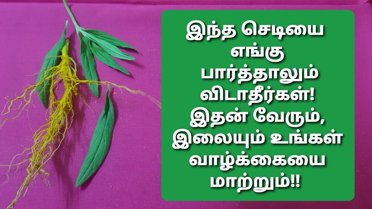 இந்த வேர் உங்களிடம் இருந்தால்,உங்களை யாராலும் அசைக்க முடியாது!துன்பங்களை  துரத்தும் தும்பஇலை தீபம்!