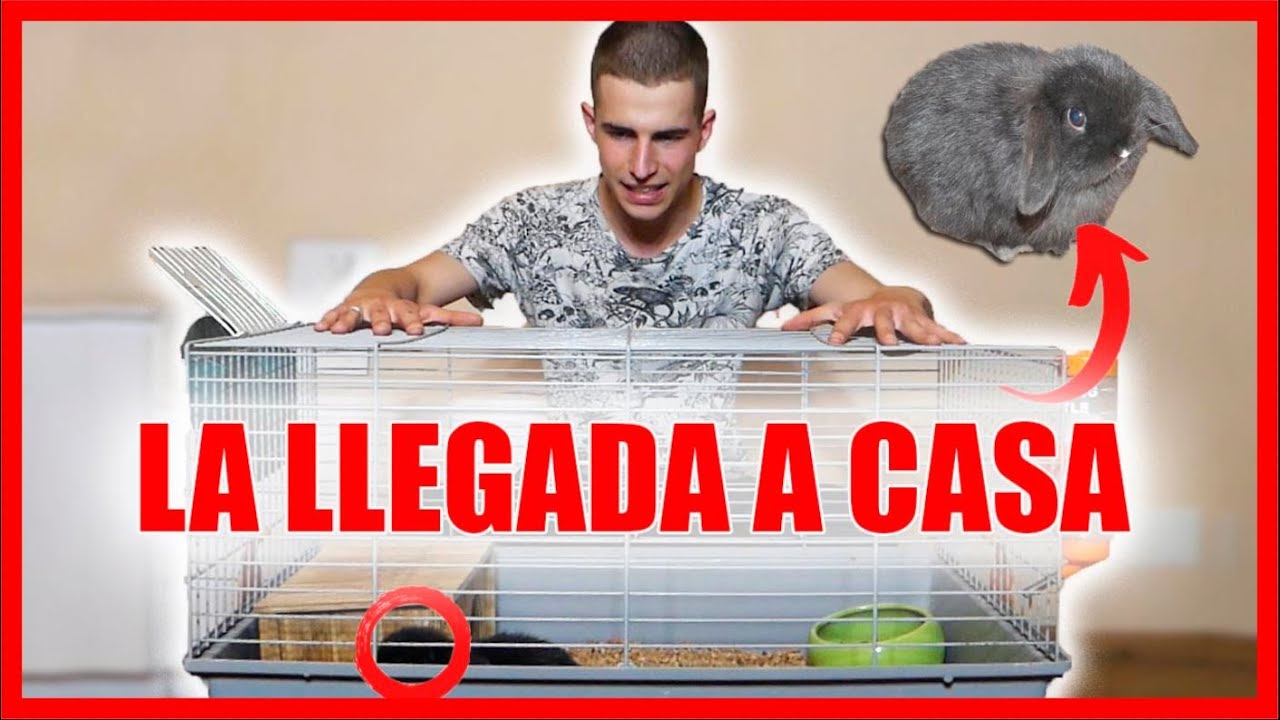 CONEJOS - La Llegada del CONEJO a Casa. ¿que necesita para ser feliz? - Tu conejo en casa #003