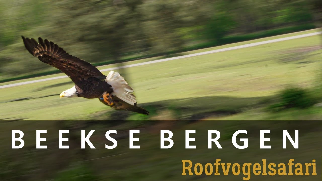De Roofvogelsafari @ Safaripark Beekse Bergen (FHD)