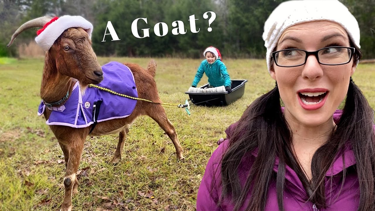 Watch Our GOAT PULLING a SLED for the First Time!