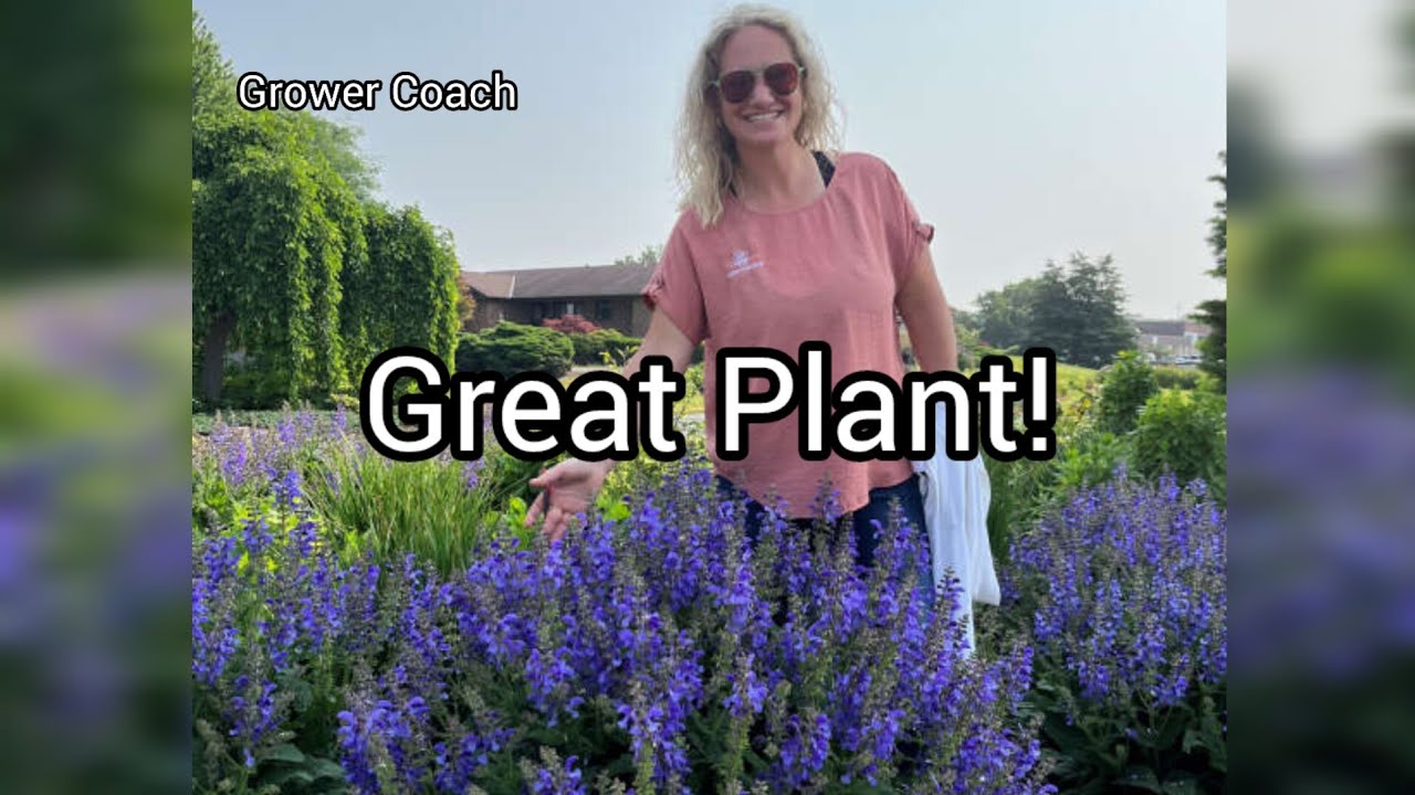 May Night Sage and other new varieties!