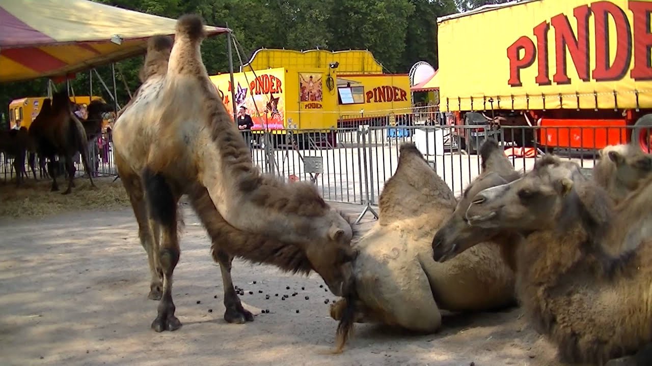 Cheval, lama et chameaux du cirque Pinder mercredi 26 juin 2013 à Epinal