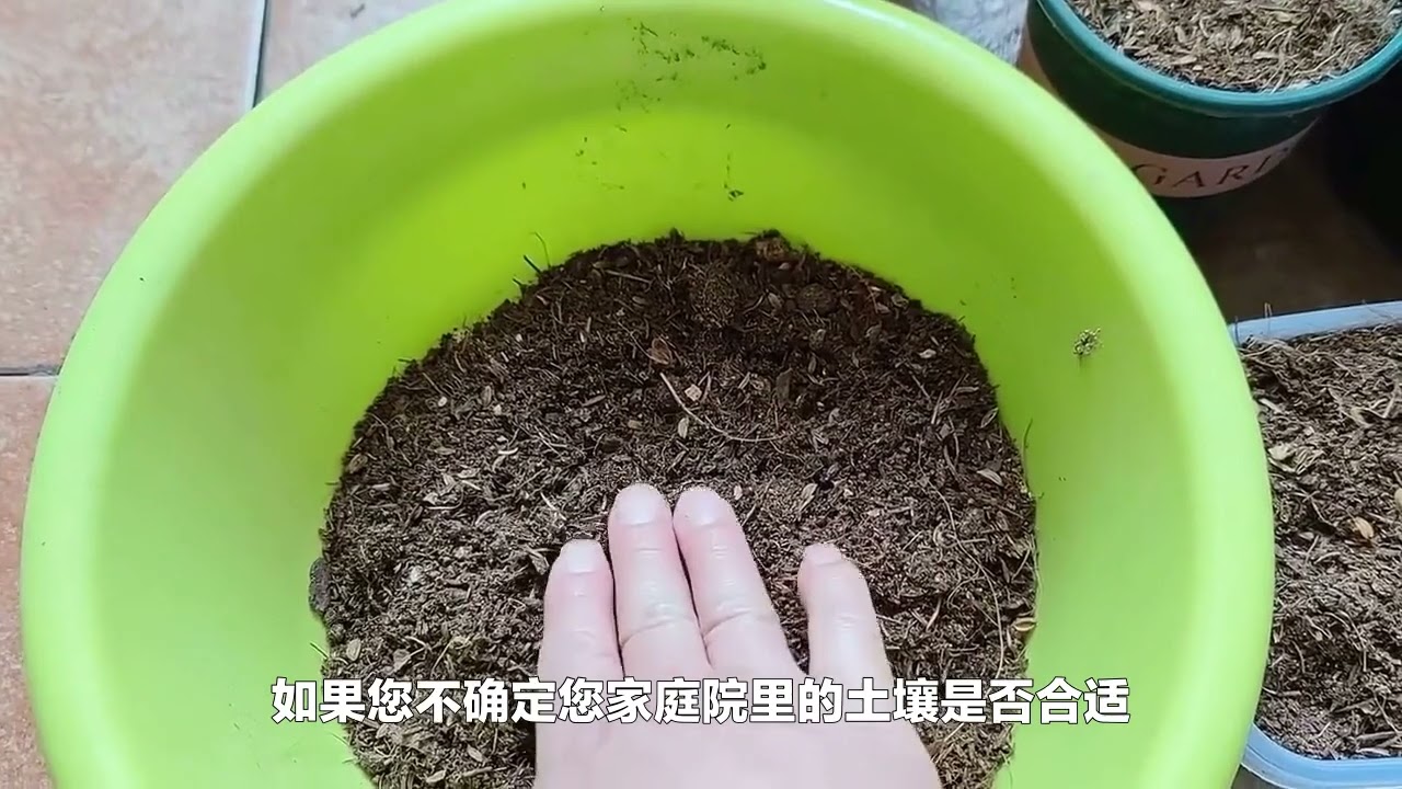 牡丹花开庭院美：园艺师教你如何种植花中之王