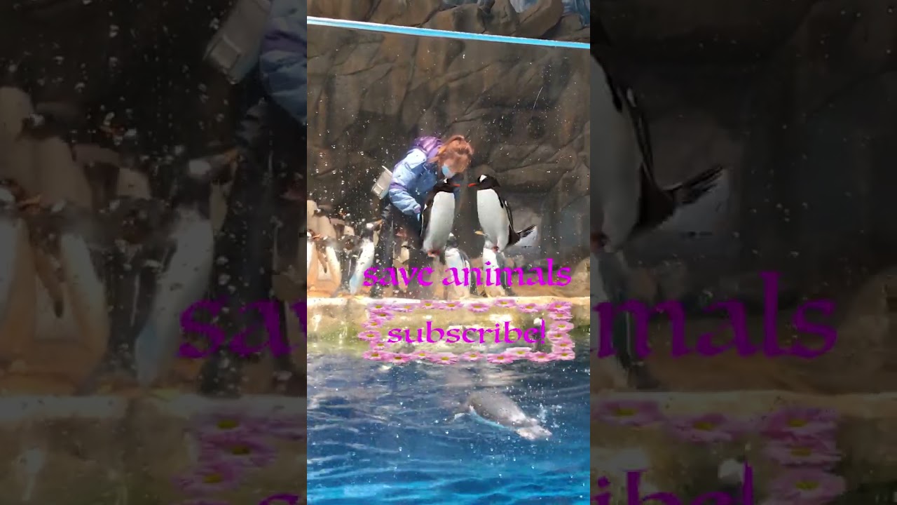 amazing Penguin training #shorts #animal #animaltraining #oceanpark #funnyanimal