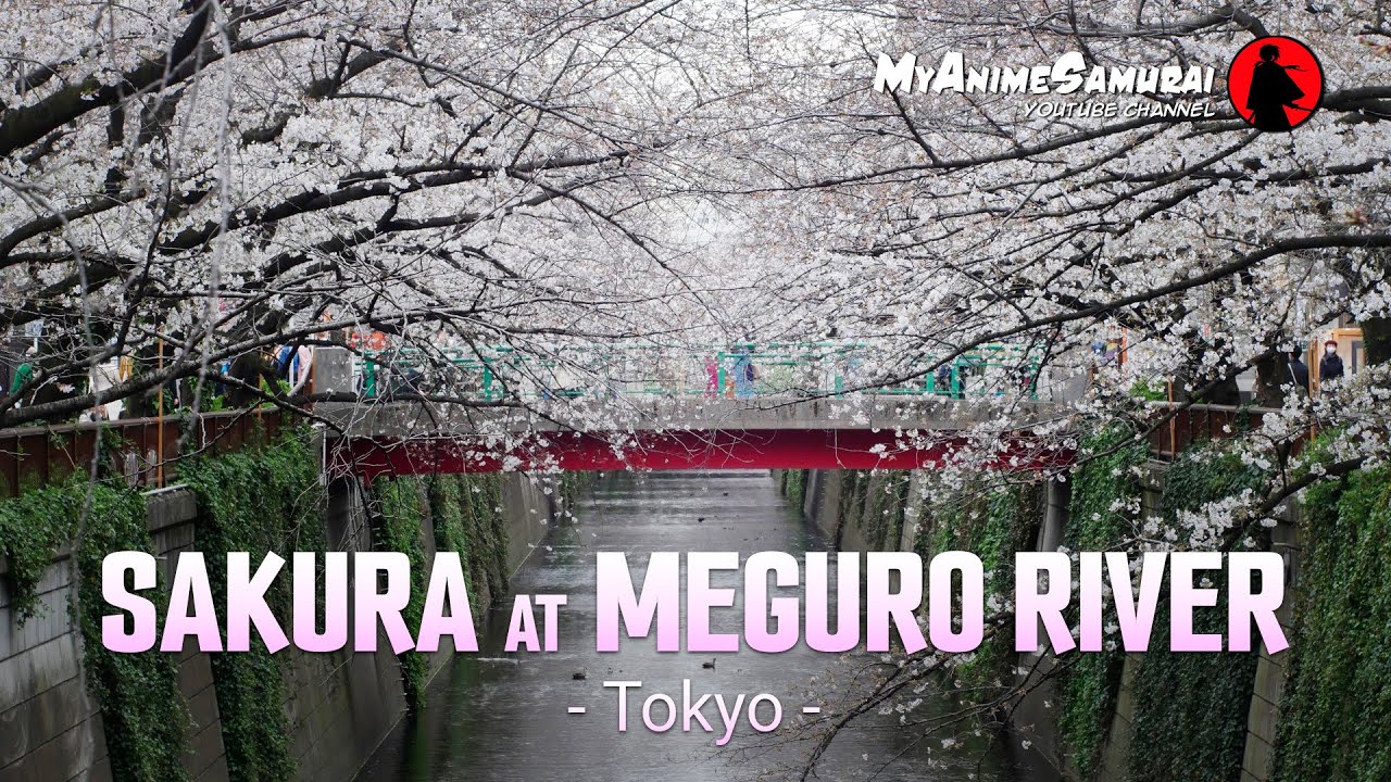 Sakura and Hanami at Meguro RIver