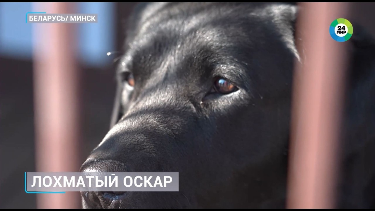 Лабрадор-спасатель из Беларуси получил &laquo;Лохматый Оскар&raquo;. Героические будни Дарка