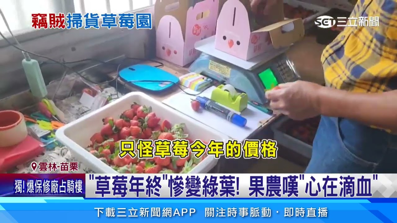 「草莓年終」慘變綠葉！果農嘆「心在滴血」｜三立新聞網 SETN.com