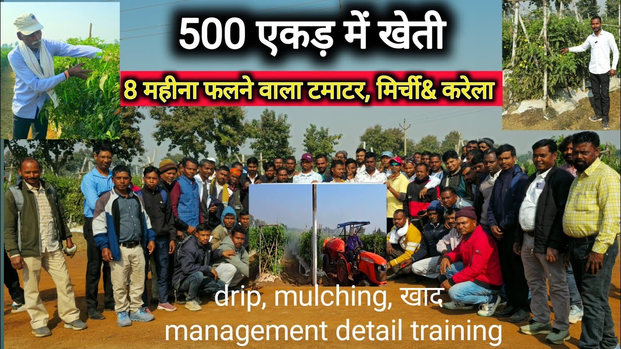 500 acar में grafted tamatar, mirch, karela की kheti | buisness model farming 