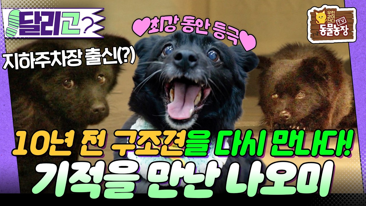 [🏃‍#달리GO] 3년 동안 지하주차장을 떠돌던 나오미, 8년간의 보호소 생활 끝에 만난 기적 같은 이야기 #TV동물농장 #달리 #DALI