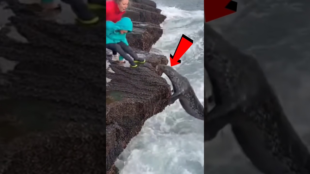 🦭 Seal Knocks Child Off Rocks 💀 