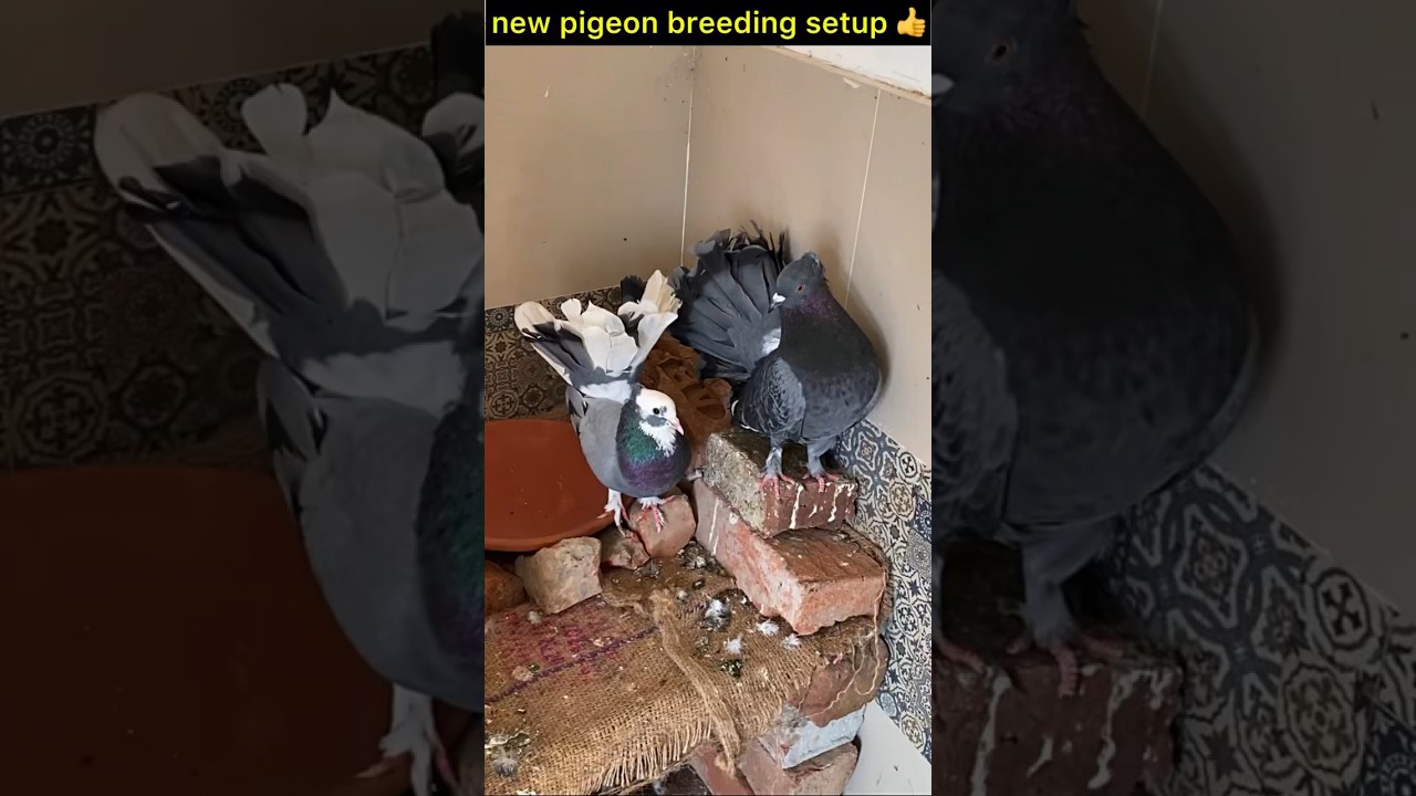 pigeon breeding setup 👍 | #pigeontips #pigeon #kabootar #kabootarbazi #shorts