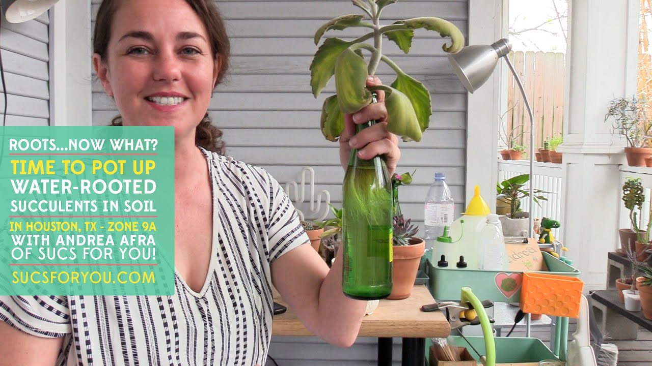 Potting water-rooted succulents in soil