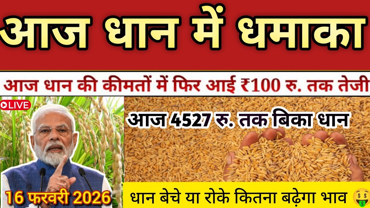 धान फिर महंगा | धान में 100₹ की तेजी 🔥 आज 4527 तक भाव | 16 फरवरी 2026 मंडी अपडेट | बेचें या रोकें?